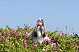 SHIH TZU 026